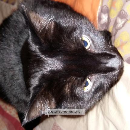 Photo 1/1 Chloé Chat lost in Marseille