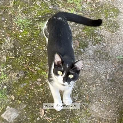 Photo 1/1 Swippy Chat lost in Nantes