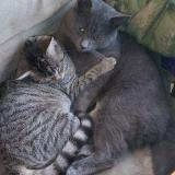 Picture of cat lost at Saint Meloir Des Ondes