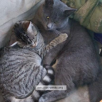 Photo 1/1 Petit gris Chat lost in Saint meloir des ondes