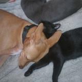 Picture of cat lost at Saint Meloir Des Ondes