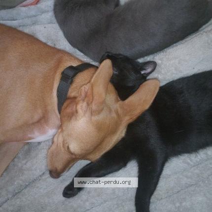 Photo 1/1 Petit noir Chat lost in Saint meloir des ondes