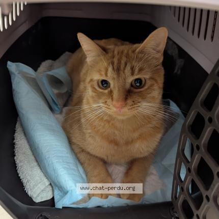 Photo 1/1 Garfield Chat lost in Crozon