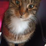 Picture of cat lost at Melun