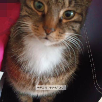 Photo 1/2 Biscotte Chat lost in Melun