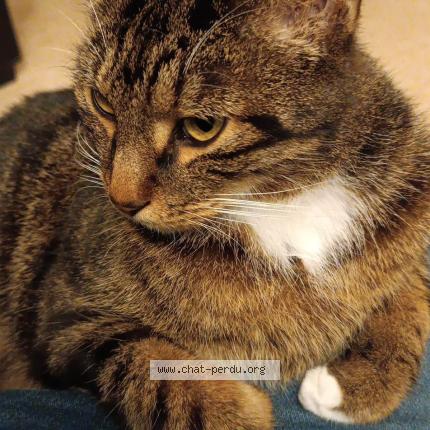 Photo 2/2 Biscotte Chat lost in Melun