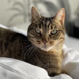 Picture of cat lost at Merignac