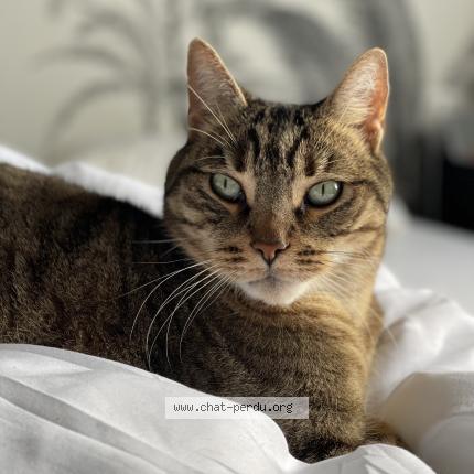 Photo 1/1 Inko Chat lost in Merignac