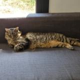 Picture of cat lost at Roques