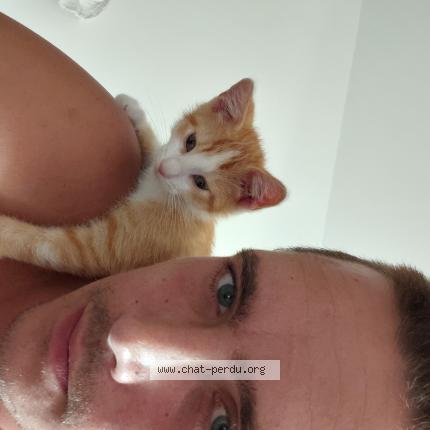 Photo 1/1 Snacky Chat lost in Suze la rousse