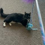 Picture of cat lost at Glen Burnie