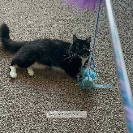 Photo 1/1 Munchie Chat lost in Glen burnie