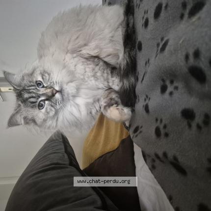 Photo 1/1 Pomponnette Chat lost in Marseille