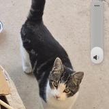 Picture of cat lost at Fresno