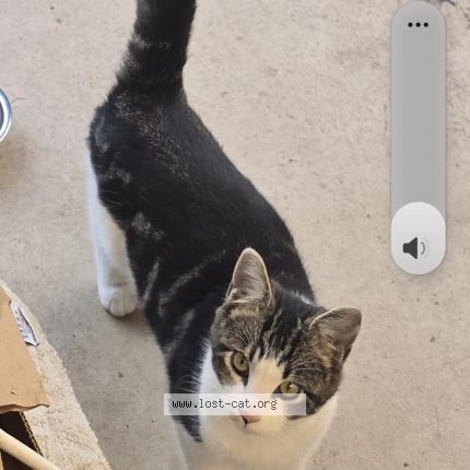 Photo 1/1 Hoppy Cat lost in Fresno
