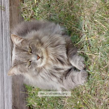 Photo 1/1 Tigris Chat lost in Gravelines