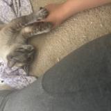 Picture of cat lost at Hemet