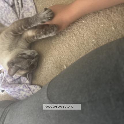 Photo 1/1 Ella Chat lost in Hemet