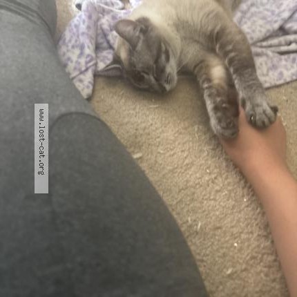 Photo 1/1 Ella Cat lost in Hemet