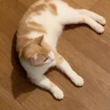 Picture of cat lost at Chevilly La Rue