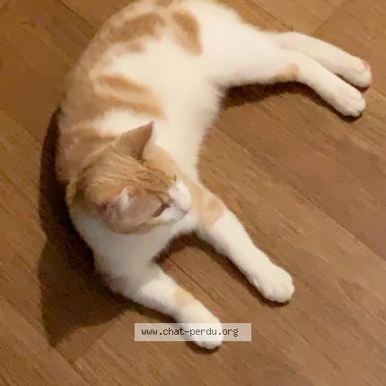 Photo 1/1 KUKI Chat lost in Chevilly la rue