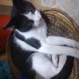 Picture of cat lost at Nairobi