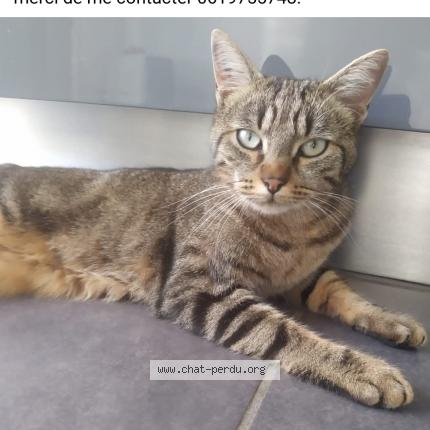 Photo 1/1 Minou Chat lost in Bourgoin jallieu