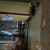 Picture of cat found at Paris