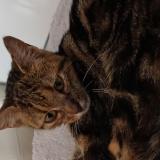 Picture of cat lost at Ramonchamp