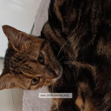 Photo 1/1 Peatsh Chat lost in Ramonchamp