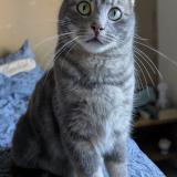 Picture of cat lost at Pierrelatte