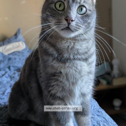 Photo 1/1 ROCKET Chat lost in Pierrelatte