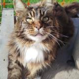 Picture of cat lost at Savenay