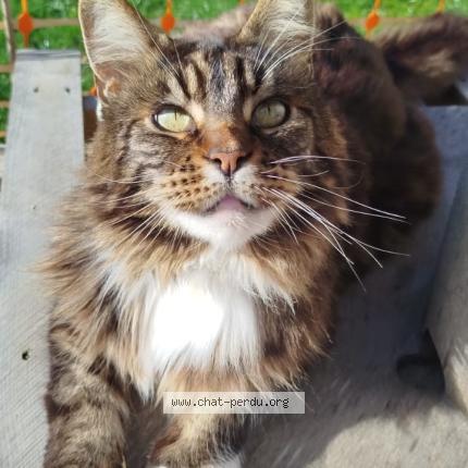 Photo 1/1 Naska Chat lost in Savenay