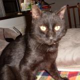 Picture of cat lost at Thoard