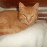 Picture of cat lost at Thoard