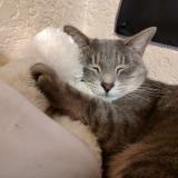 Picture of cat lost at Midlothian