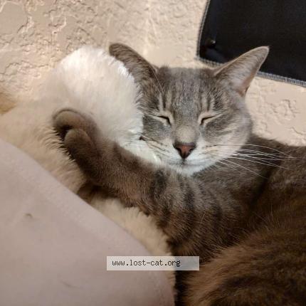 Photo 1/1 Kitty Chat lost in Midlothian