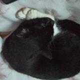 Picture of cat lost at Livron