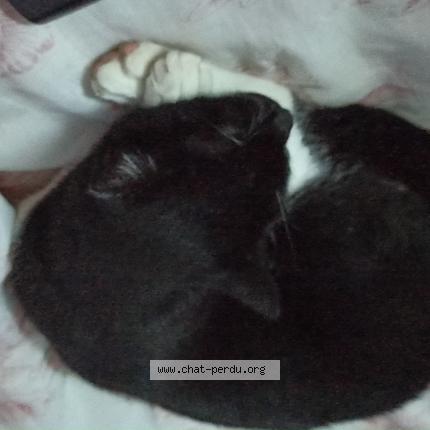 Photo 1/1 Luffy Chat lost in Livron