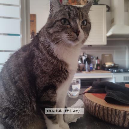 Photo 1/1 Linck Chat lost in Le pradet