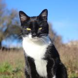 Picture of cat found at Chanteloup Les Vignes