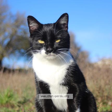 Photo 1/1 Found cat Found in Chanteloup les vignes