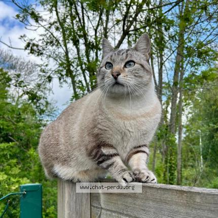 Photo 1/1 NITRO Chat lost in Larmor plage