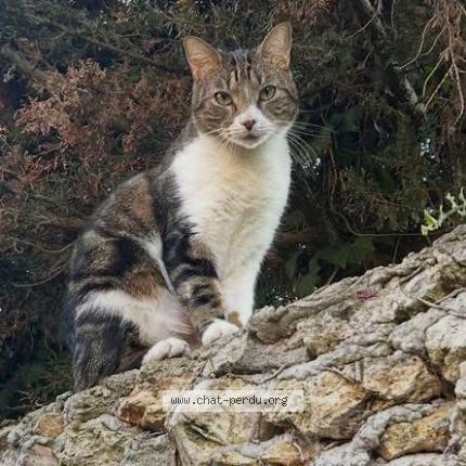 Photo 1/1 Simba Chat lost in Les mousseaux