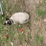 Picture of cat lost at Wattrelos