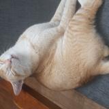 Picture of cat lost at Asansol