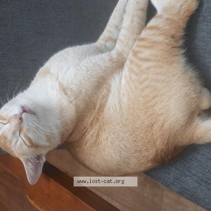 Photo 1/1 Michael Chat lost in Asansol