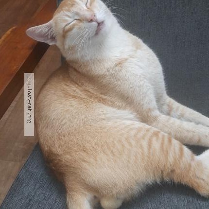 Photo 1/1 Michael Cat lost in Asansol