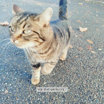 Photo 1/2 Found cat Found in Parigne l eveque